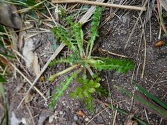 Hyoseris scabra