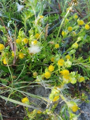 Triptilodiscus pygmaeus