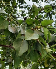 Alnus cordata