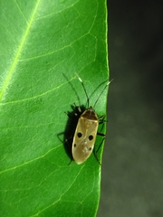 Physopelta quadriguttata