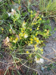 Triptilodiscus pygmaeus
