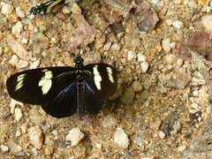 Heliconius doris