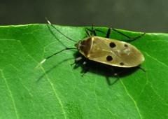 Physopelta quadriguttata