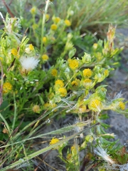 Triptilodiscus pygmaeus