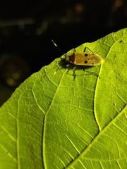 Physopelta quadriguttata