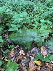 Phytomyza albiceps group