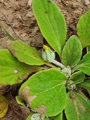 Cymbonotus lawsonianus