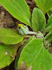 Cymbonotus lawsonianus