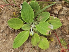 Cymbonotus lawsonianus