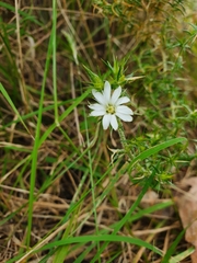 Stellaria pungens