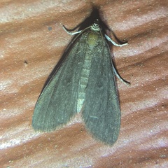 Elophila tinealis