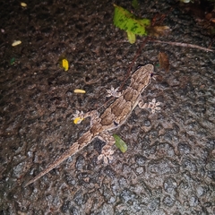 Hemidactylus leschenaultii