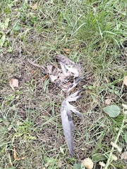 Columba livia domestica