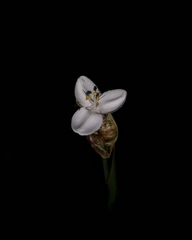Libertia chilensis