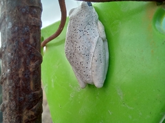 Hyperolius viridiflavus