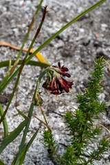 Codonorhiza micrantha