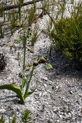 Codonorhiza micrantha