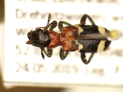 Thanasimus formicarius
