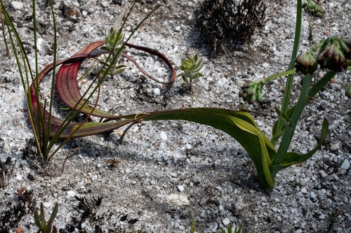 Image of Codonorhiza micrantha by (c) magriet b, some rights reserved (CC BY-SA)