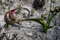 Codonorhiza micrantha