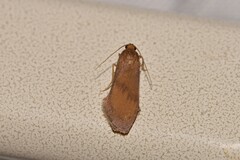 Lambula obliquilinea