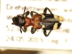 Thanasimus formicarius