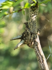 Caerostris sexcuspidata