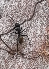 Camponotus aeneopilosus