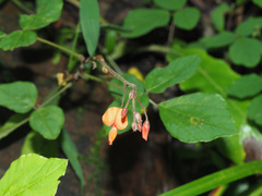 Hylodesmum repandum