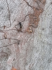 Camponotus aeneopilosus