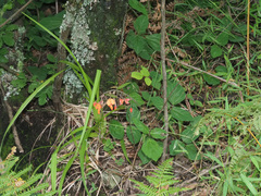 Hylodesmum repandum