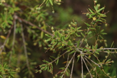 Leucopogon pimeleoides