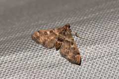 Nacoleia glageropa