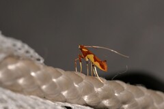 Caloptilia xanthopharella