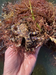 Hapalochlaena maculosa