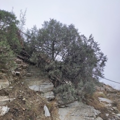 Juniperus