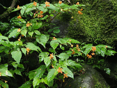 Begonia sutherlandii