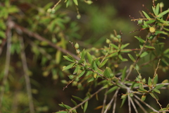 Leucopogon pimeleoides