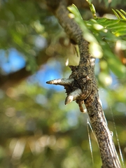 Caerostris sexcuspidata