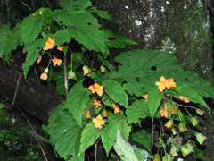 Begonia sutherlandii