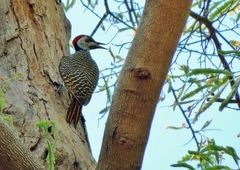 Campethera bennettii