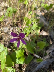 Pelargonium rodneyanum