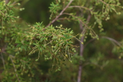 Leucopogon pimeleoides