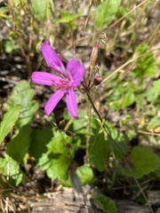 Pelargonium rodneyanum