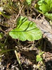 Pelargonium rodneyanum