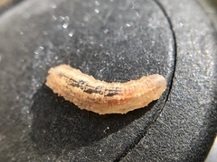 Syrphini