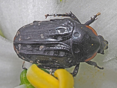 Oxythyrea marginalis