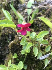 Viola rubella