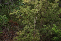 Leucopogon pimeleoides