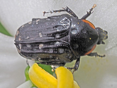 Oxythyrea marginalis